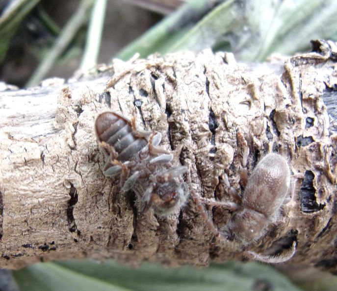 Parmena solieri Mulsant, Cerambycidae